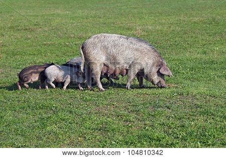 A sow with piglings grazes on a  meadow