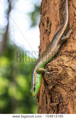 Olive Tree Skink