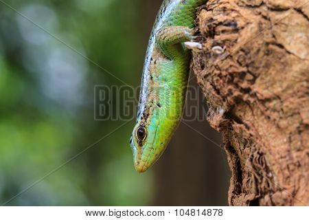 Olive Tree Skink