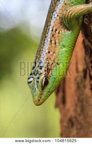 Olive Tree Skink