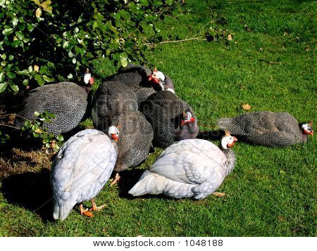 Parelhoenders In de tuin