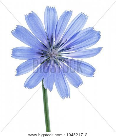 Cichorium intybus - common chicory flowers isolated on the white background.