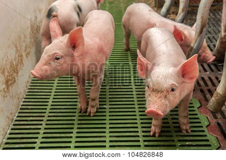 Baby Pig In A Pigsty