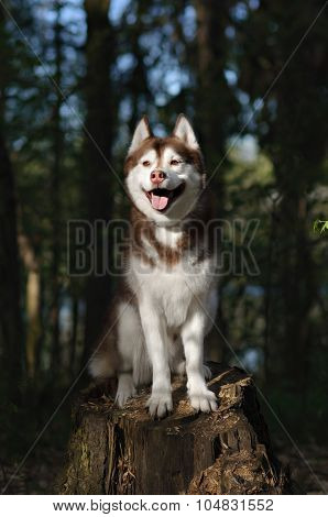 siberian husky in the park