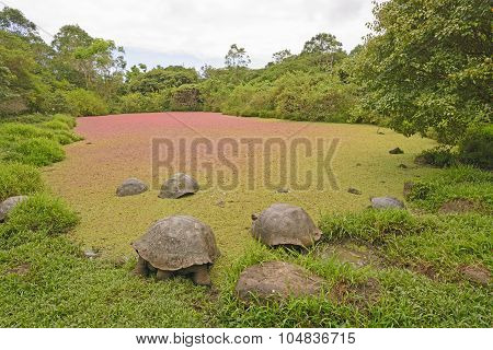 Giant Tortoises In A Shallow Pond Covered With Colorful Pond Weed