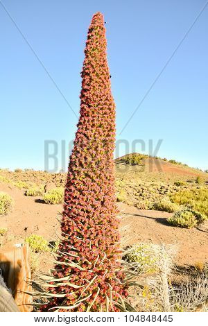 Tajinaste Flower of Tenerife Island