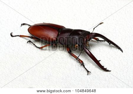 Stag beetle isolated on background