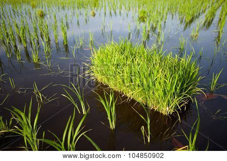 Paddy field during growth phase (Focus is on the nearest paddy bunch)