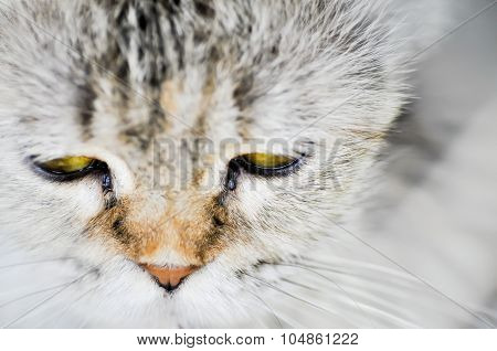 Cat Face