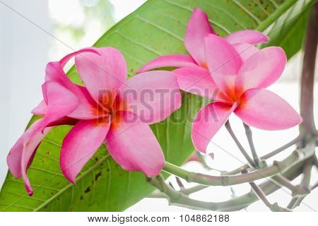 The Beauty Of Flowers Inhome Garden