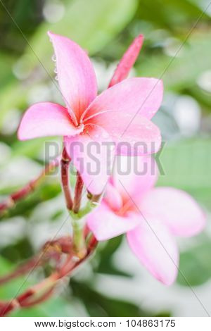 The Beauty Of Flowers Inhome Garden