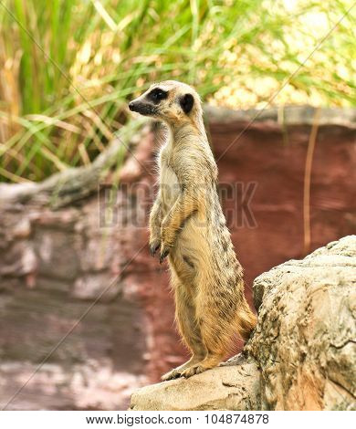 Meerkat In The Zoo