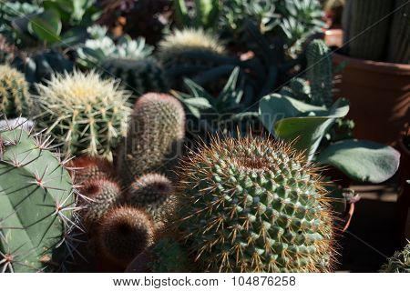 Cactus Market In The City Of Aarhus Denmark