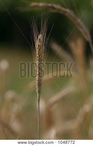 玉米植物