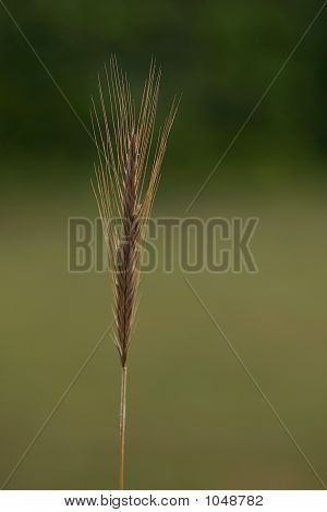 玉米植物