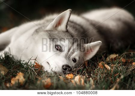 Beautiful Siberian Husky dog like a wolf