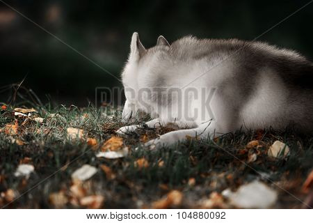 Beautiful Siberian Husky dog like a wolf