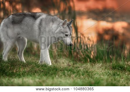 Beautiful Siberian Husky dog like a wolf