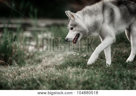 Beautiful Siberian Husky dog like a wolf