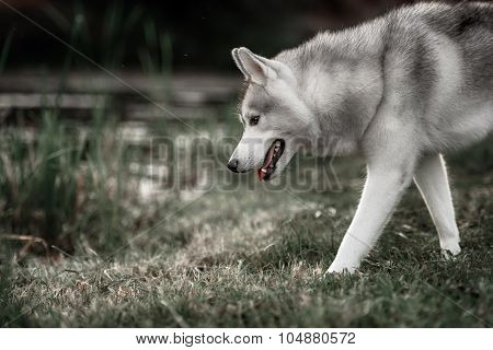 Beautiful Siberian Husky dog like a wolf