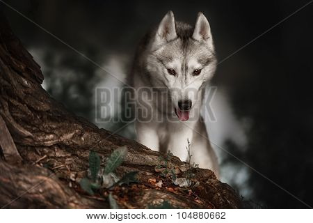 Beautiful Siberian Husky dog like a wolf
