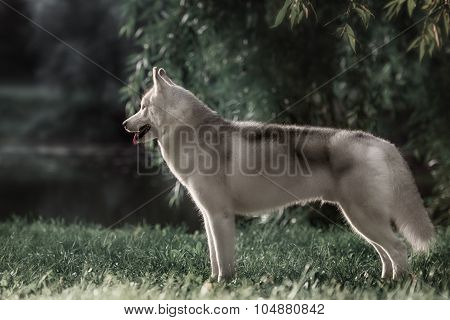 Beautiful Siberian Husky dog like a wolf