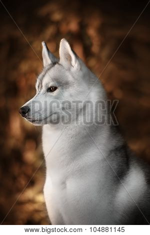 Beautiful Siberian Husky dog like a wolf