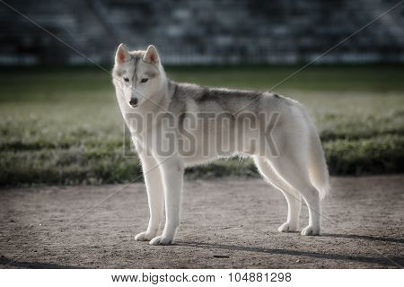 Beautiful Siberian Husky dog like a wolf