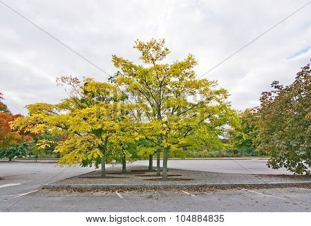 Amur Cork Tree
