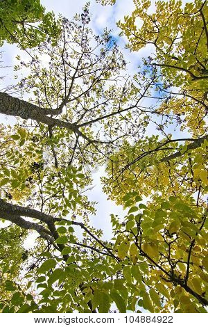 Amur Cork Tree