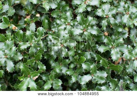 Kermes Oak Prickly Leaves