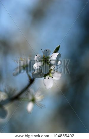 Spring Flowers