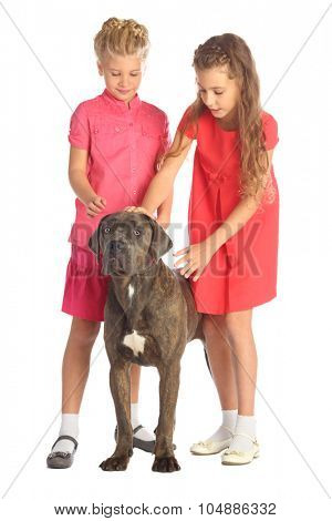 Two beautiful girls stroking a big dogs head isolated on white. Focus on the dog