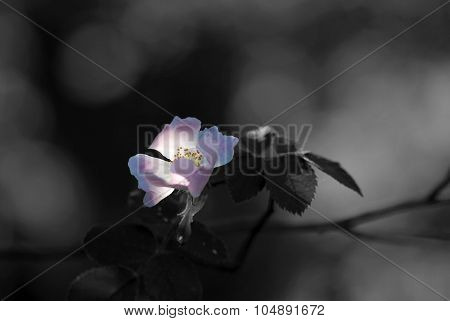 Brier Rose