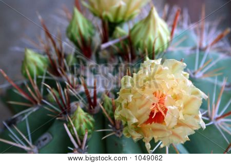 Visnagaflower