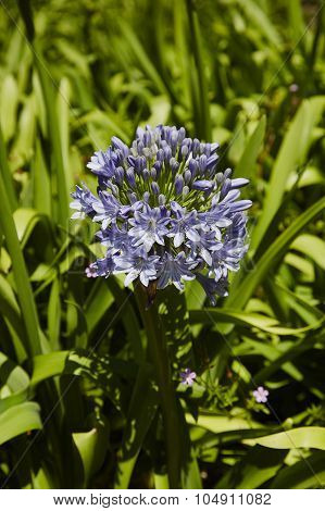 Agapanthus