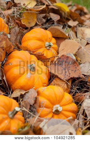 Autumn Halloween pumpkins