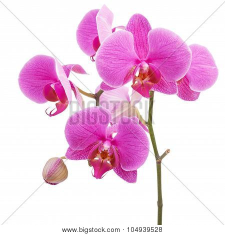 Pink orchid flower plant