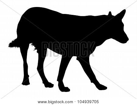 Silhouette of a dog