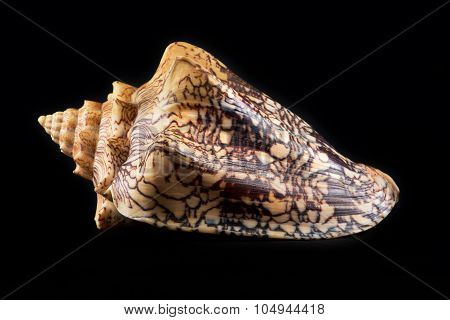Sea shell isolated in black,Marine sea shell in a studio setting against a dark background. Sea