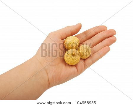 Fruit Lichee In Hand