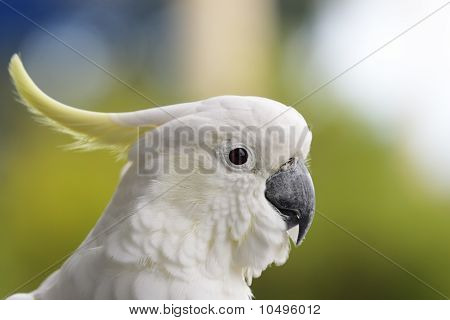 Большой желтохохлый какаду (cacatua галерита)