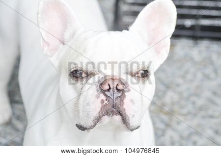White  French Bulldog