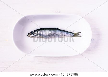 Sprat
