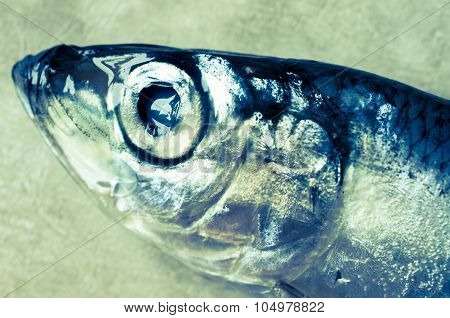 Sprat