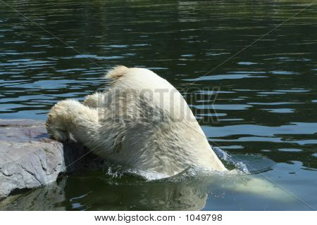 Orso polare 17