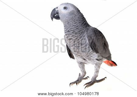 African Gray Parrot