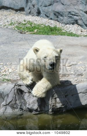 Orso polare 15