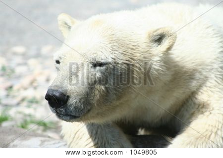 Orso polare 20