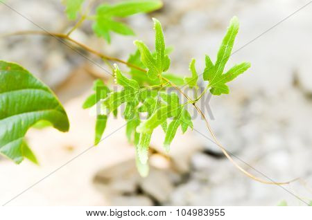 Ivy Leaf